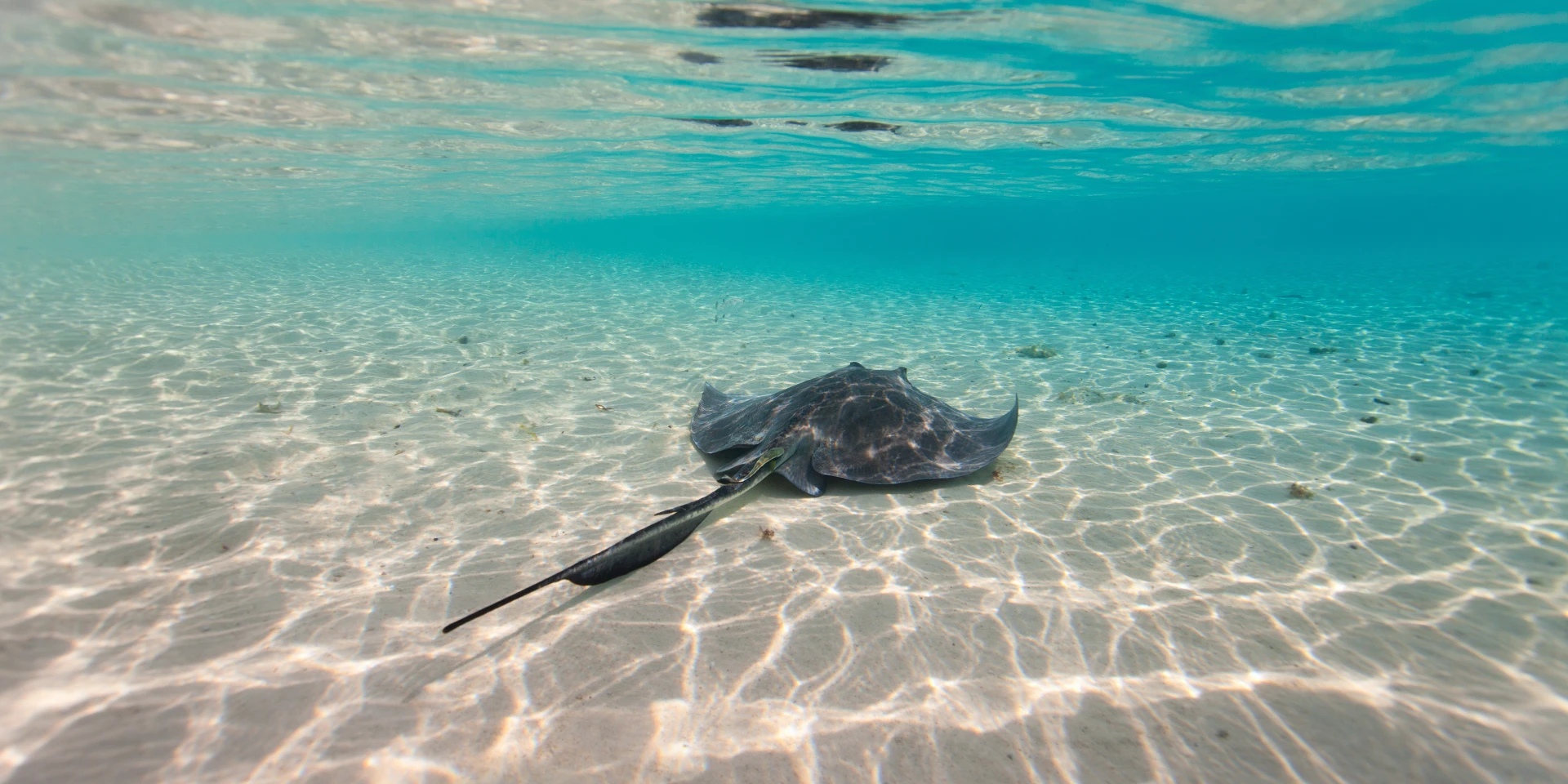 267e24639fb77a7aed1b5a2a82210799cc384be5 (1)