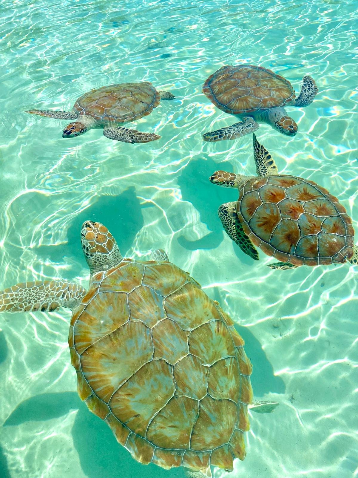 885847db-3524-440d-b14f-1af1f9cc5da4 (1)